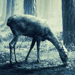 The Hunt